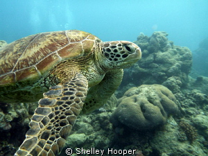 Beautiful sea turtle at Norman Reef, Great Barrier Reef, ... by Shelley Hooper 